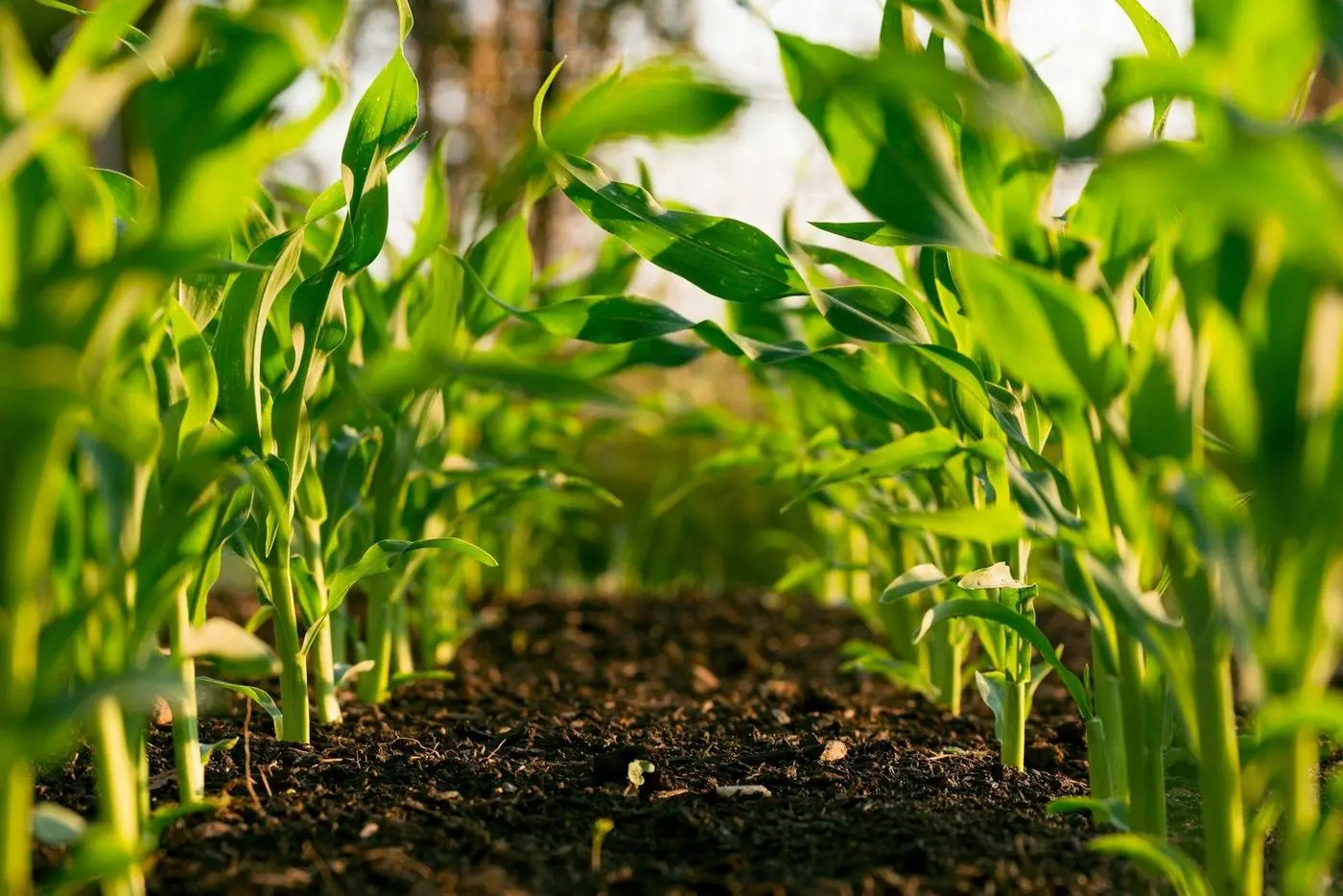 Crop Production