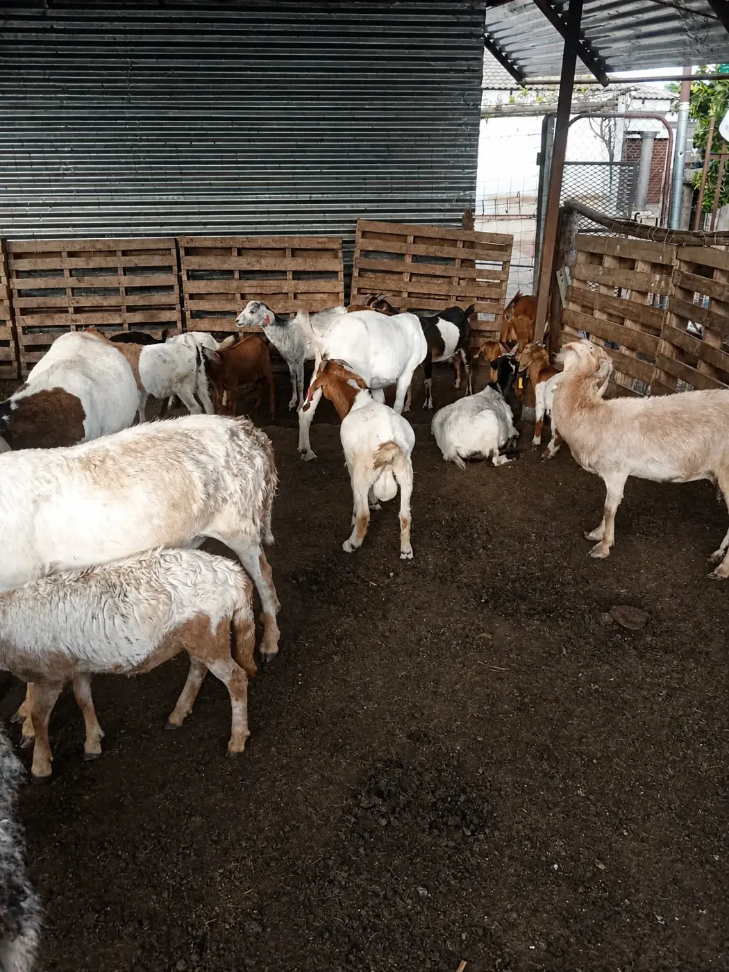 Agriculture & Livestock
