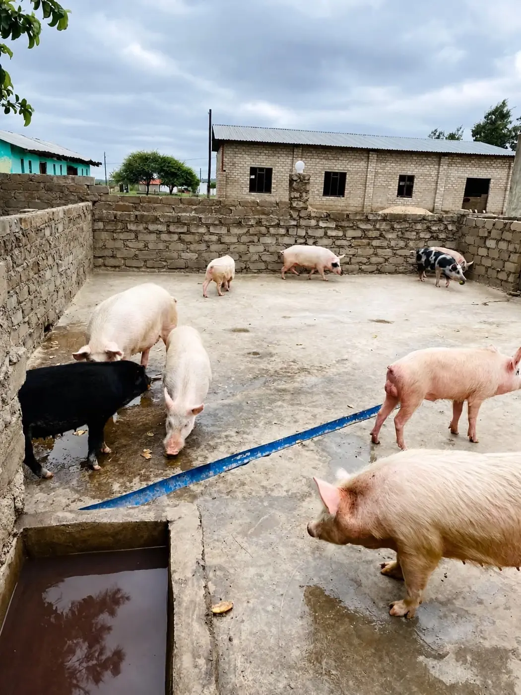 Ximhakani AgriFarm pigs