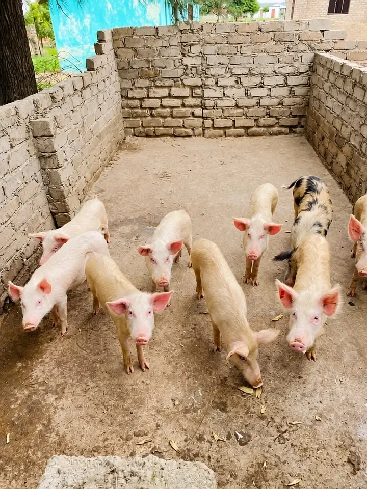 Young Pigs